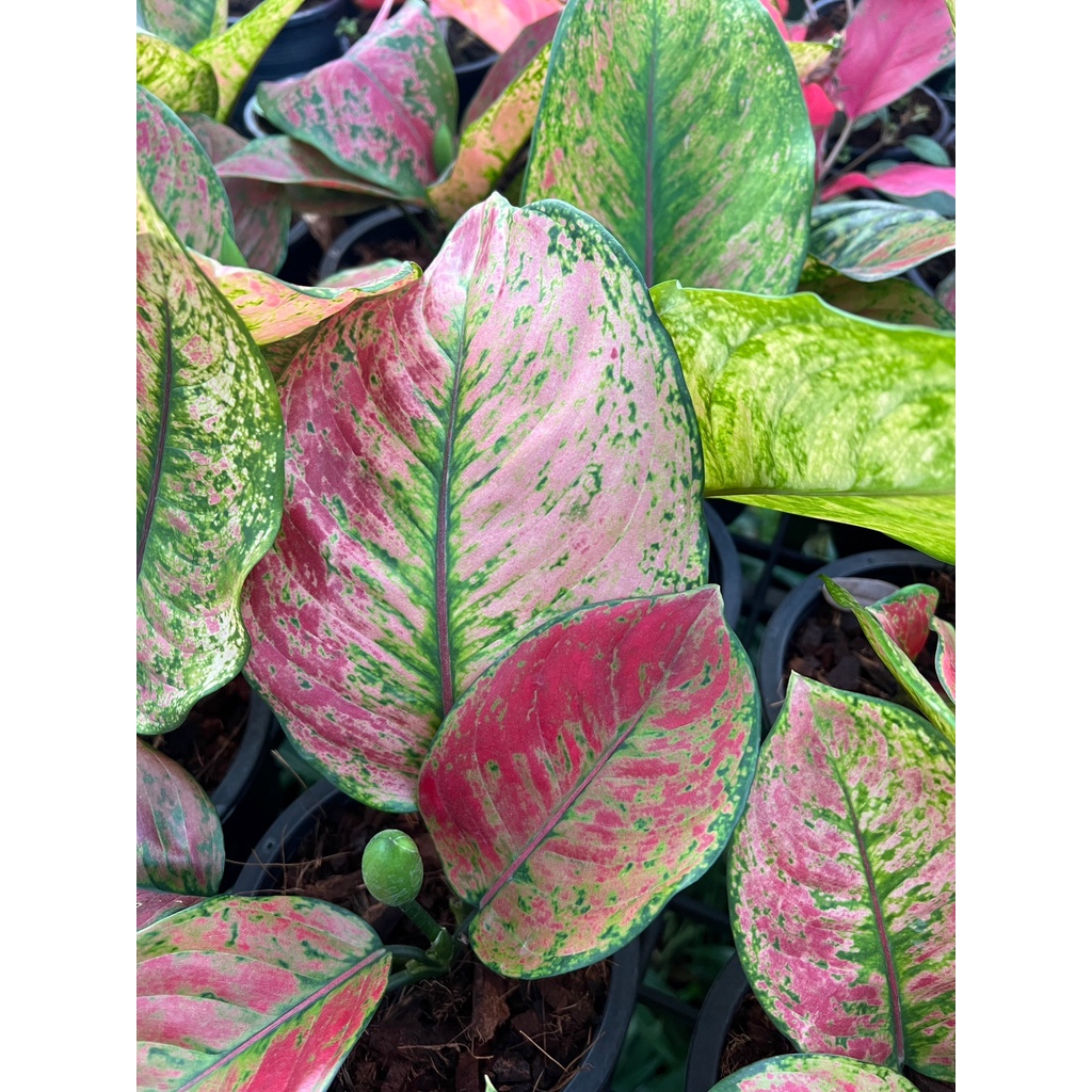 มุมมอง 3