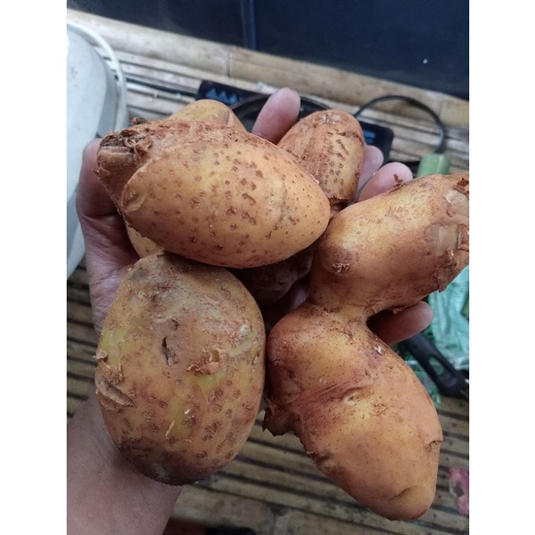 [จำนวน 1 kg.] มันฝรั่งตกคัดมีตำหนิ ใช้ทอดเฟรนซ์ฟราย อบชีส มันอบมันเผา อร่อยราคาประหยัดสุดคุ้ม