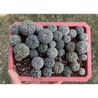 (ได้ทุกต้นตามรูป 20++) กระบองเพชร 🌵 แอสโตร์ซุปเปอร์วี Astrophytum Asterias V-type