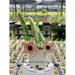 ต้นเก๋งจีน Huernia Guttata hybrid