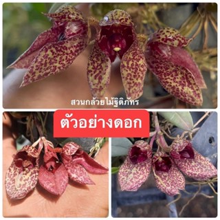 กล้วยไม้สิงโตกลอกตา Bulbophyllum frostii หายาก