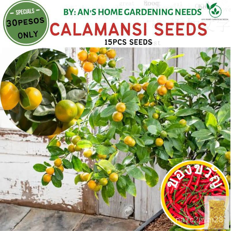 เมล็ดผลไม้ Calamansi (15ชิ้น) ให้ผลผลิตสูงเเน่นอน/กระโปรง/ตัวปรับแต่ง/ดอกไม้/ดอกไม้/สวน/เสื้อ/ ดอกไม้สด สวน/ แสงอ่อน/ดอก