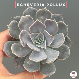 Echeveria pollux #กระถาง2.5 นิ้วไม้อวบน้ำ กุหลาบหิน cactus&amp;succulentหลากหลายสายพันธุ์