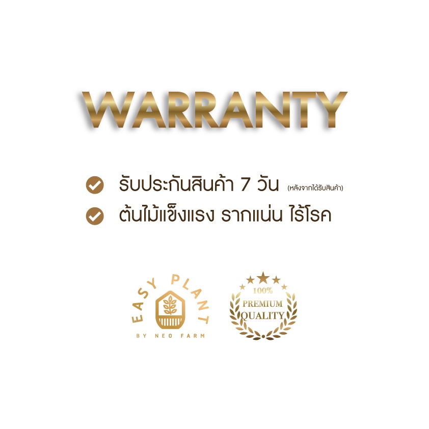 Hoya โฮย่าใบหัวใจ🪴โฮย่าหัวใจด่าง🪴หัวใจล้านดวง🪴หัวใจด่างชมพู🪴ต้นไม้น่ารัก🪴ต้นไม้ฟอกอากาศ🪴ไม้มงคล🪴ไม้อึดทน  - easyplant - รูปที่ 6