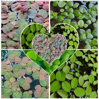 🔴🔴จอกแดงญี่ปุ่น RED ROOT FLOATER จอกเขียวญี่ปุ่น  Frogbit กระจับญี่ปุ่น  ต้นไม้น้ำ   พืชลอยน้ำ