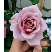 กุหลาบ โกโก้โลโก (Koko loko rose)