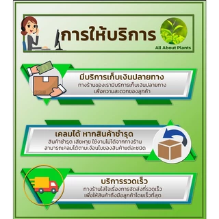 ซูมิโซย่า 100g. ฟลูมิออกซาซิน สารคุมและกำจัดหญ้าใบแคบบกว้างและกก คุมแห้งในมันสำปะหลัง อ้อย ข้าว ถั่วเหลืองallaboutplants