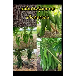 เมล็ดพันธุ์มะละกอแก้วกลางดง(50เมล็ด)เหมาะตำส้มตำ