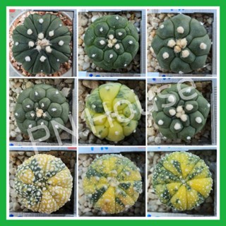 [ชุด 2] แอสโตร ด่าง / V-Type / เต่า กิ๊กโกะ / ฟุคุริว | Astrophytum Asterias