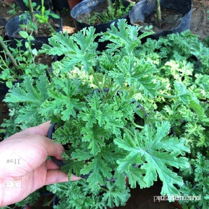 100PCs mozzie Buster Home Garden indoor mosquito repellent seeds rare