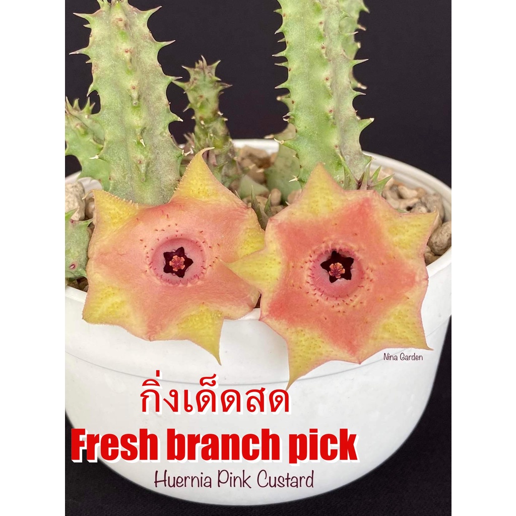 เก๋งจีน Huernia Pink Custard *กิ่งเด็ดสด* แคคตัส ไม้อวบน้ำ Cactus and Succulent