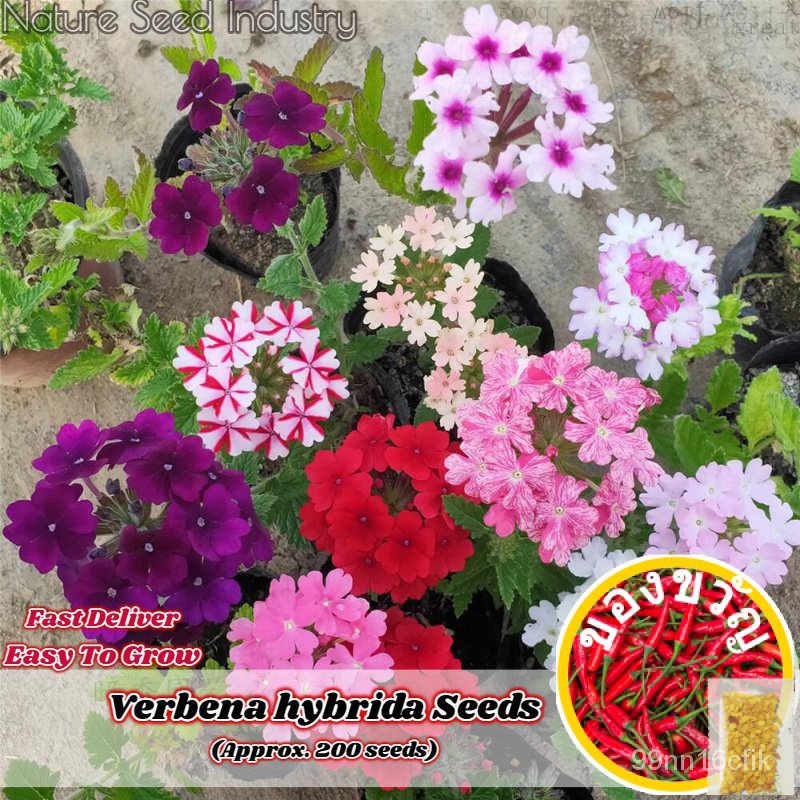 [สต็อกสินค้าในท้องถิ่น] Ing Verbena Hybrida Strips (เมล็ด Approx.200) Gronsi 2G0X