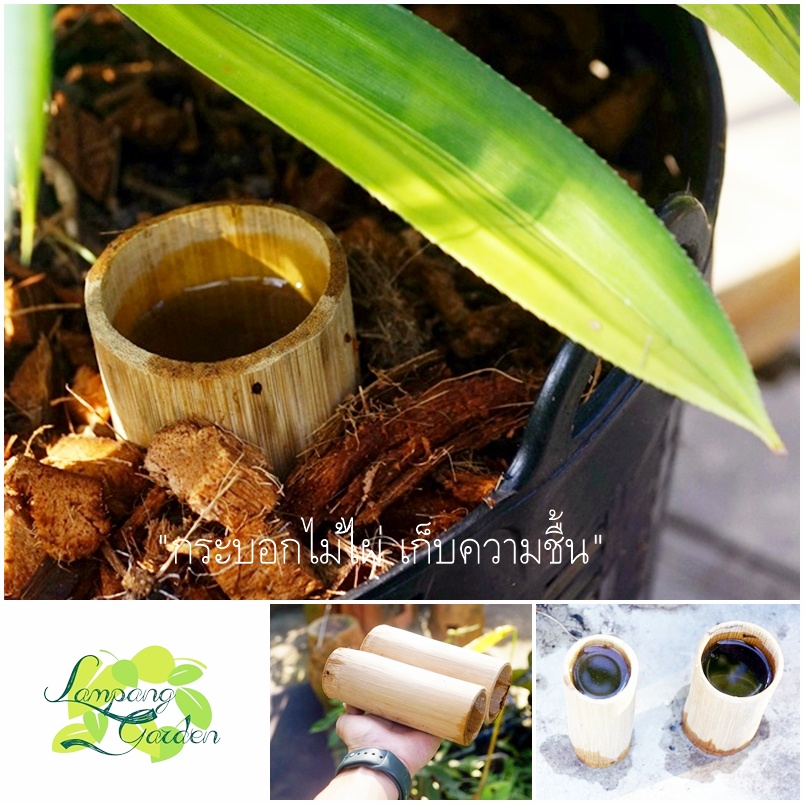 กระบอกไม้ไผ่ เก็บความชื้นสำหรับต้นไม้ (ลอกเปลือกแล้ว) อุปกรณ์ปลูกต้นไม้
