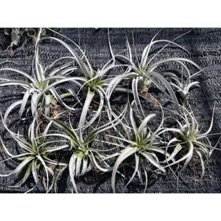 Tillandsia Xerographica