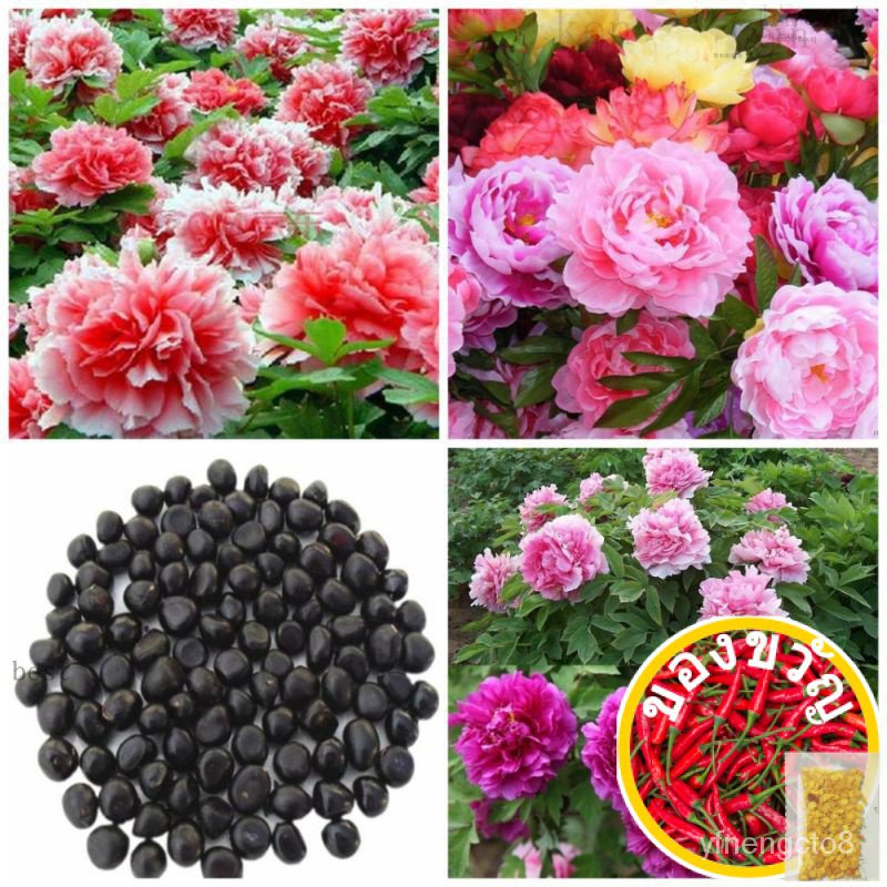 SEED-Peony Flower | Flower SEED-Peony | Flower SEED-Peony skirt/PAPAYA/TOP/Men's clothing/Rose/Flowe