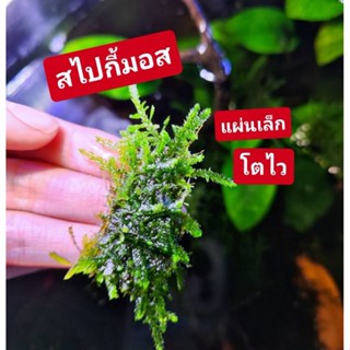 สไปกี้มอส​แผ่นเล็ก โตไว​ ขยายไว​