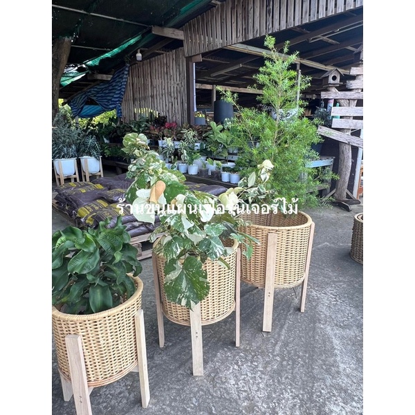 ตะกร้า ตะกร้าปลูกต้นไม้ ตะกร้าผักตบชวา ผสมหวายแท้ 🔥 งานสวยรับประกันคะ - รูปที่ 4