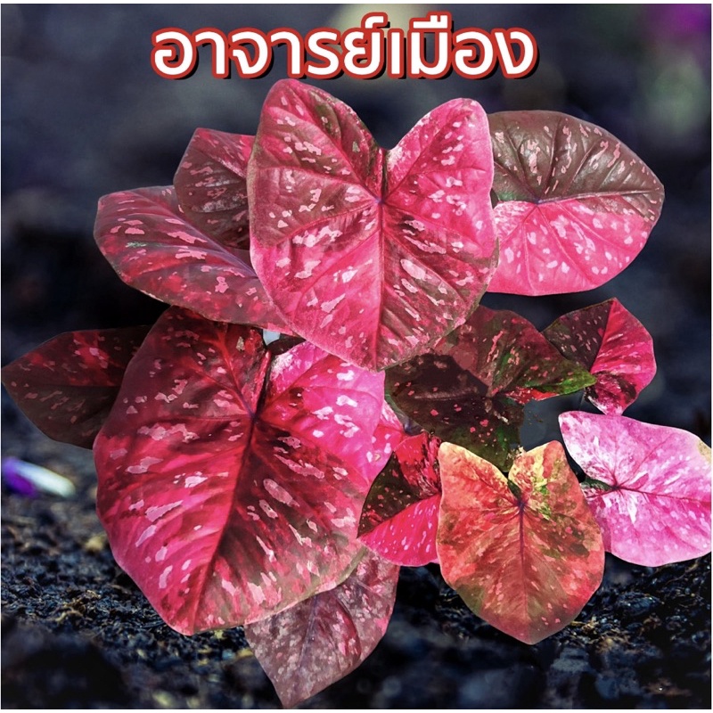 อาจารย์เมือง บอนสีตัวแรร์ๆ จัดส่งต้นรูป2-4 ส่งทั้งกระถาง