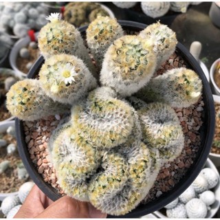 🪸🪸🪸ต้าวปะการัง🥰🥰🌸🌸🌸Mammillaria carmenae Cristata คาร์มิเน่คริสขนเหลืองออร่าลง