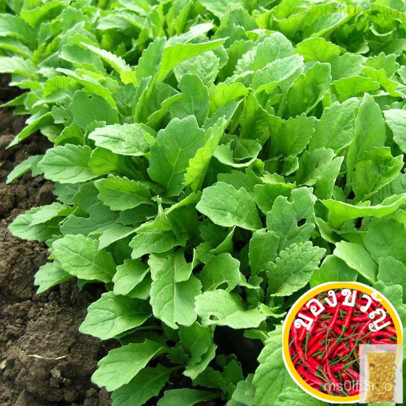 Wild Wall Rocket 'Wasbabi' 1700-2000เพิ่ม S9RS