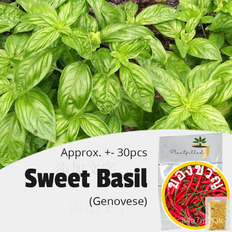 [Plantfilled] SWEET Basil (Genovese) เมล็ด-ประมาณ40เมล็ด หมวก/เสื้อ/กางเกง/อัญมณี/ของเล่น/ดอกไม้/ผักชี/ดอกไม้/กระโหลก/ผ้