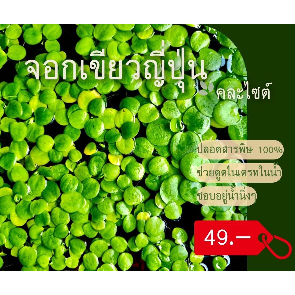 Aquarium Needs 49 บาท จอกญี่ปุ่น ปลอดสาร100% เหมาะสำหรับตู้ปลา อ่างบัว ลดสารไนเตรทของเสียได้ดี Pets