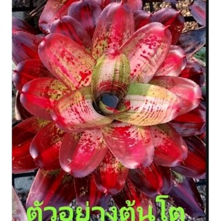 สับปะรดสี Bromeliad Neoregelia Casaba จำนวน 1 ต้น จัดส่งแบบถอดกระถาง ต้นไม้สวยงาม ฟอกอากาศ ต้นไม้มงคล