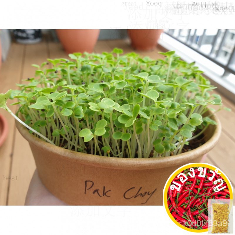 Pak Choy (Bok Choy) Pictures/ ผ้าเนื้อดี (ประมาณ450เมล็ดแอลดี/ถุง) Ed Seeds TSBR