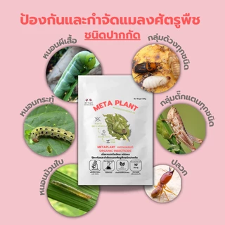 เมธาไรเซียม 1kg ราคาส่ง กำจัดแมลงศัตรูพืช ออร์แกนิคแท้ ปลอดภัยต่อผู้ใช้และสัตว์เลี้ยง