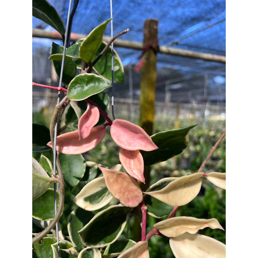 มุมมอง 2