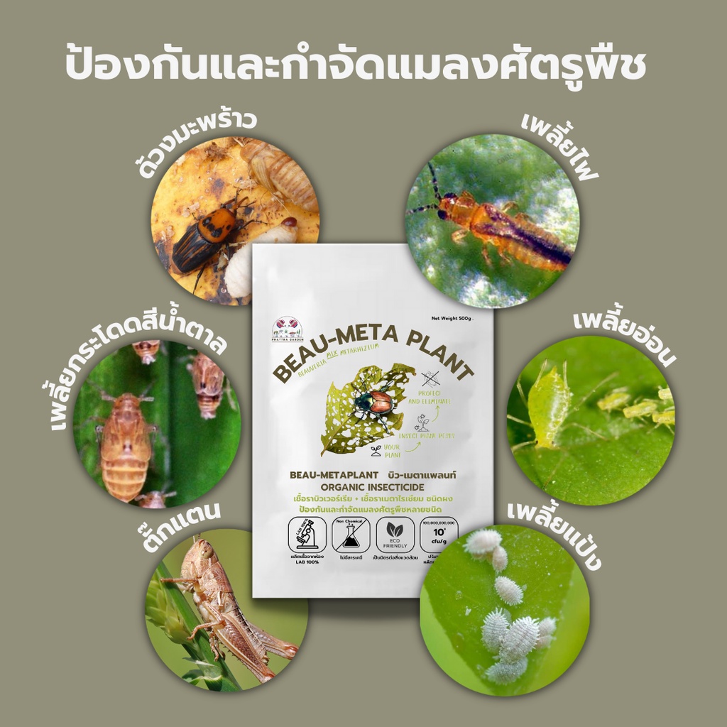 บิวเวอร์เรีย ผสม เมธาไรเซียม 1kg ราคาส่ง กำจัดแมลงศัตรูพืชทุกชนิด ออร์แกนิค ปลอดภัย รูปที่ 3