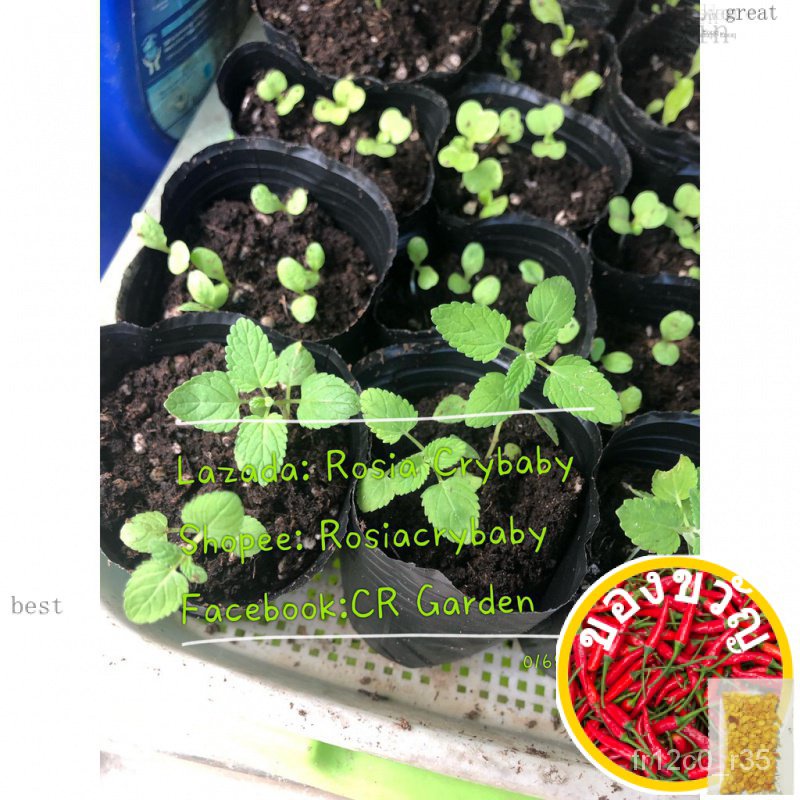 มิ้นท์25มิ้นท์25มิ้นต์/พาส/พรา/สวน/เซล็ตต์/ดอกไม้/แอปเปิ้ล/ชุดชั้นใน/หูก/ VJ2F