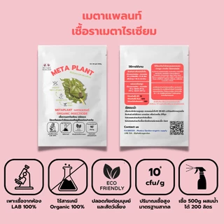 เมธาไรเซียม 1kg ราคาส่ง กำจัดแมลงศัตรูพืช ออร์แกนิคแท้ ปลอดภัยต่อผู้ใช้และสัตว์เลี้ยง