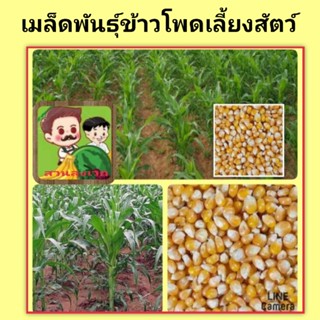 เมล็ดพันธุ์ข้าวโพดเลี้ยงสัตว์ เม็ดข้าวโพด ถุงล่ะ 1กิโลกรัม