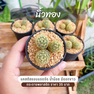 แคคตัสราคาถูก แมมนิ้วทอง นิ้วนาค (mammillaria elongata) จัดส่งทั้งกระถาง