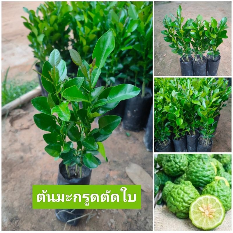 ต้นมะกรูดตัดใบ ใบหอม ซื้อ 1 แถม 1