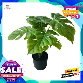 Monstera ต้นมอนสเตอร่า (S) รุ่น LYGB05508 สีเขียว Monstera Tree (S) FONTE Model LYGB05508 Green