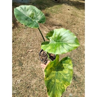 Alocasia Gageana Aurea Variegated บอนหูช้างด่างเหลือง ในกระถาง 8️⃣.5️⃣ นิ้ว (ด่างทันทีไม่ต้องรอลุ้น) สามารถเลือกต้นได้