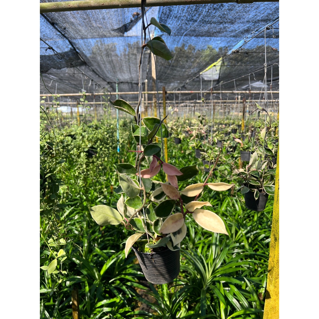 มุมมอง 3