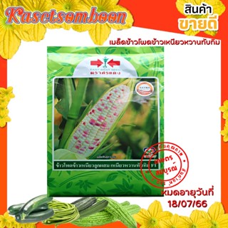 เมล็ดข้าวโพดข้าวเหนียว พันธุ์ ทับทิม  1 กก. ตราศรแดง 3 สีในผักเดียว หวานเหนียวนุ่ม