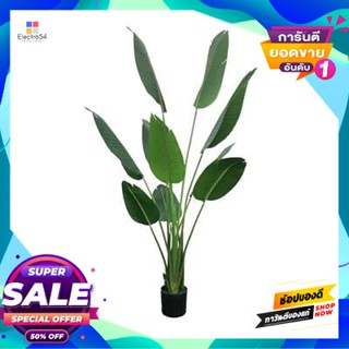 Propeller ต้นกล้วยใบพัด รุ่น LYLRJ16001 สีเขียว Propeller Banana Tree FONTE LYLRJ16001 Green