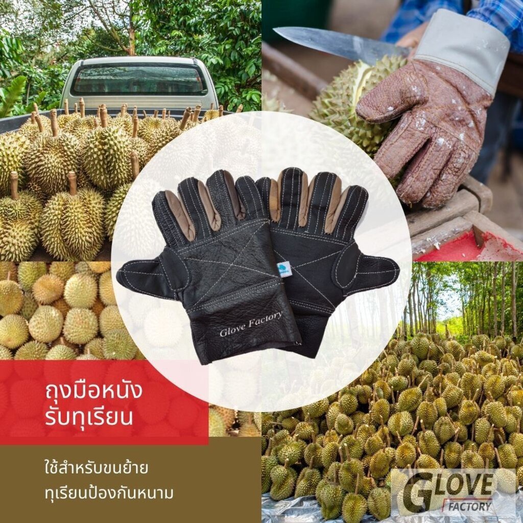 ถุงมือหนังรับทุเรียน ถุงมือหนังปออกทุเรียน ใช้ในการปอกและรับทุเรียน แยกรุ่นตามความหนาบางของวัสดุหนัง