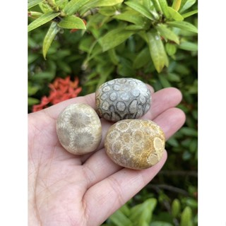 1PC Natural Fossil Coral Tumble Stone / Top High Quality / Fossil coral Help for healing eye,skin and stomach illnesses.