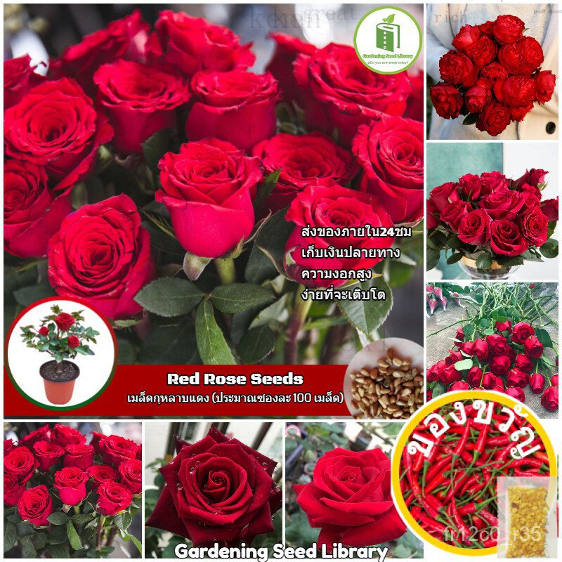 เมล็ดพันธุ์ กุหลาบสีแดง (Red Rose Flower Seeds) เมล็ดดอกกุหลาบ ต้นกุหลาบแคระ ต้นดอกไม้สวยๆ เมล็ดดอกไ