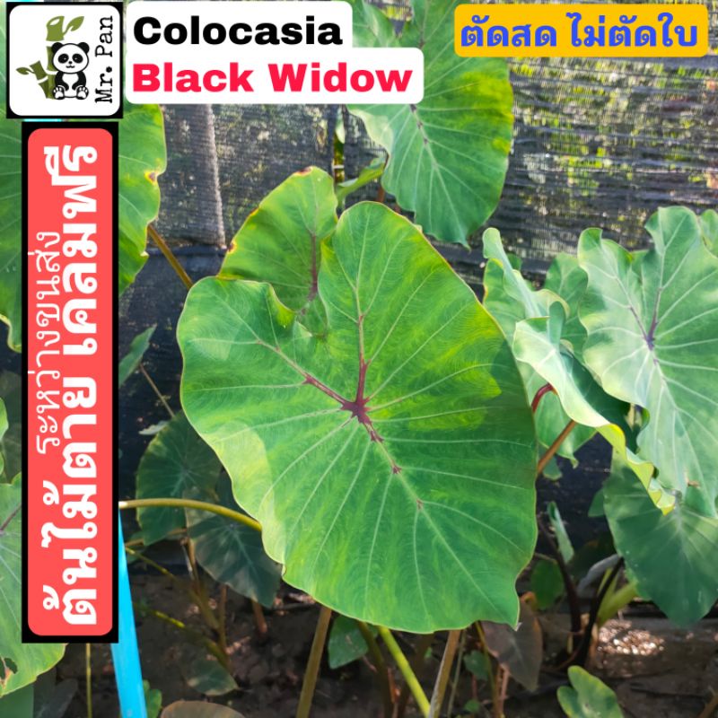 Colocasia Black Widow ตัดสด ไม่ตัดใบ โคโลคาเซีย เเบล็ค วิโดว์