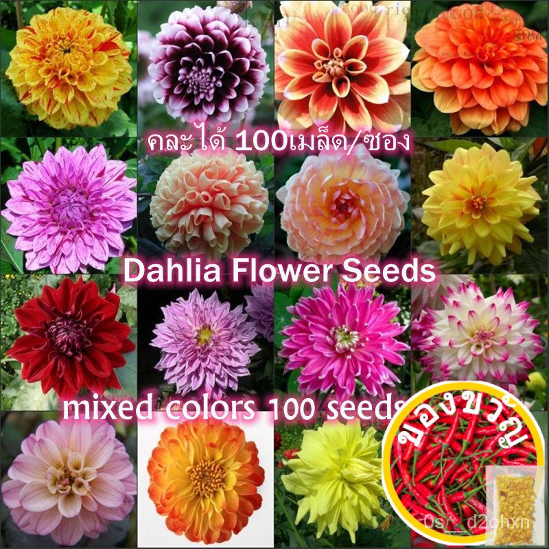 SG Ready Stock ED S DAHLIA XE (ถุงเก็บของ200ลูกเล็ก) เมล็ดพันธุ์เหล็กในร่ม O7X7
