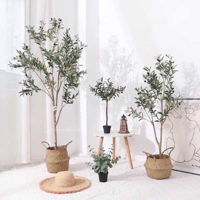 Olive Tree • ต้นมะกอกปลอม🌱 กิ่งสามารถดัดได้ตามใจชอบ มาพร้อมกระถางดำพลาสติกเทปูน