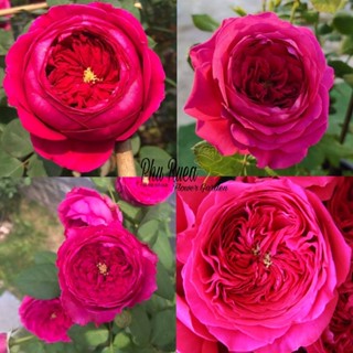 กถหลาบPas de Deux rose (พาส เดอ ดุกซ์) กุหลาบสายพันธุ์ญี่ปุ่น ทรงพุ่ม กิ่งยาว ดอกดกทรงถ้วย ขนาดกลาง บานทน สีสด