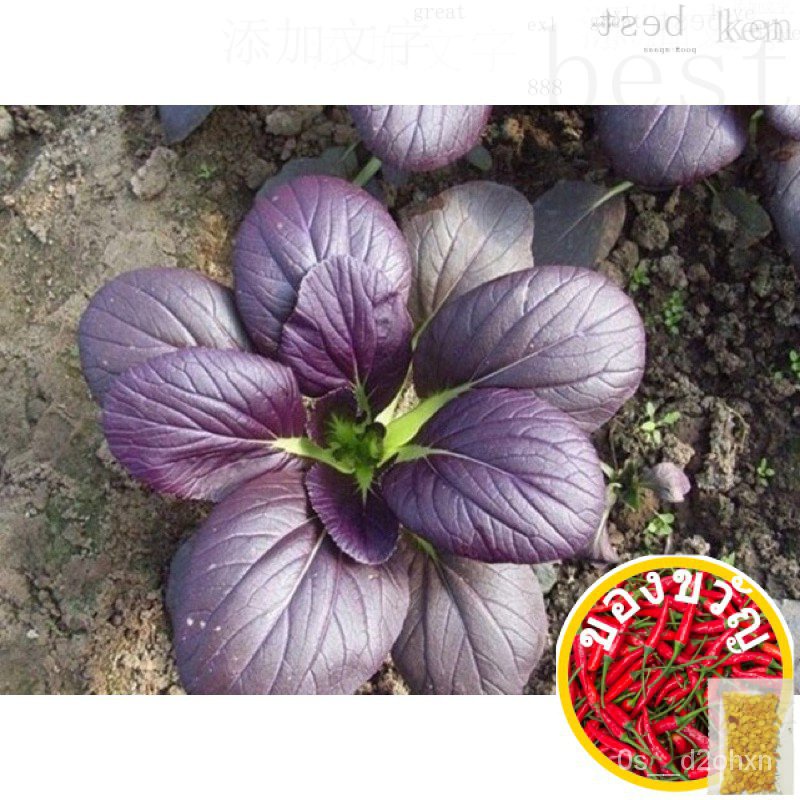14 .Baby Bok Choy Purple Seeds 150PCS S $2 Thighsg ขึ้นฉ่าย/รองเท้า/ทานตะวัน/หมวก/ของเล่น/แอปเปิ้ล/ผ
