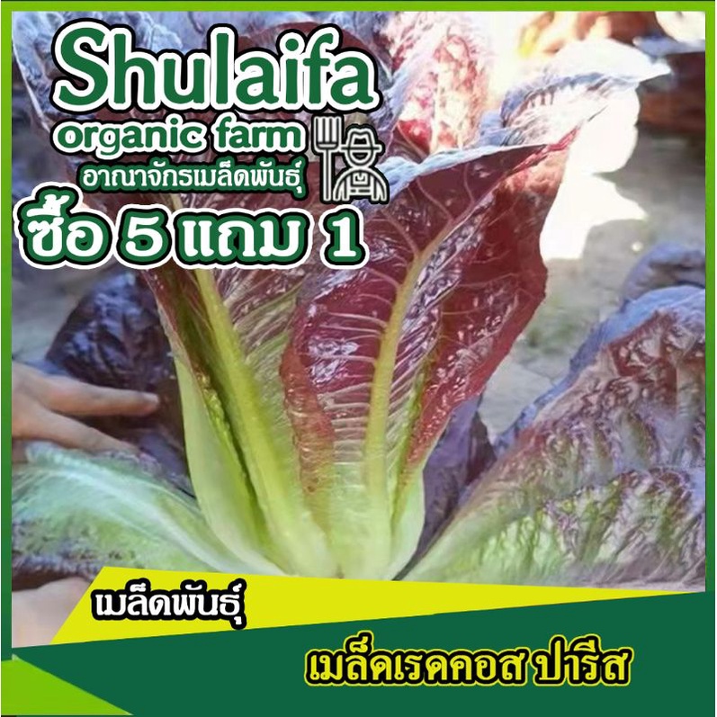 3แถม1เมล็ดพันธุ์เรดคอส โรเมนสลัด 300-500เมล็ด เมล็ดผักสลัด เมล็ดผักสวนครัว เมล็ดสลัดต่างประเทศ